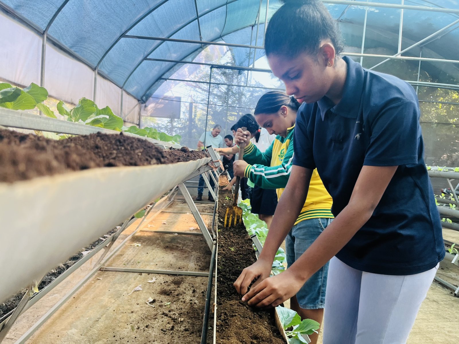 Greenhouse Project